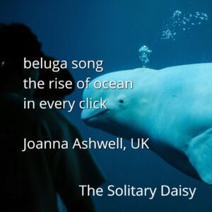 A beluga whale swims underwater near a person; overlaid text features a haiku by Joanna Ashwell, UK, titled "The Solitary Daisy.