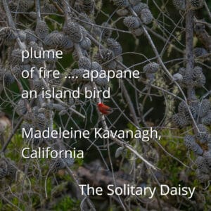 A red bird perches on a branch amid dense clusters of gray pine cones; text overlays the image with a poem and credit.