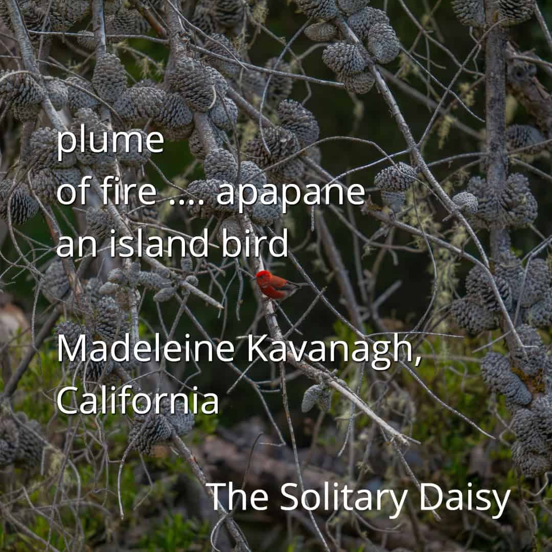 A red bird perches on a branch amid dense clusters of gray pine cones; text overlays the image with a poem and credit.