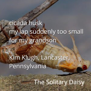 Close-up of a cicada husk on a branch with overlaid haiku-style poem text about a grandparent and grandchild, credited to Kim Klugh from Lancaster, Pennsylvania.