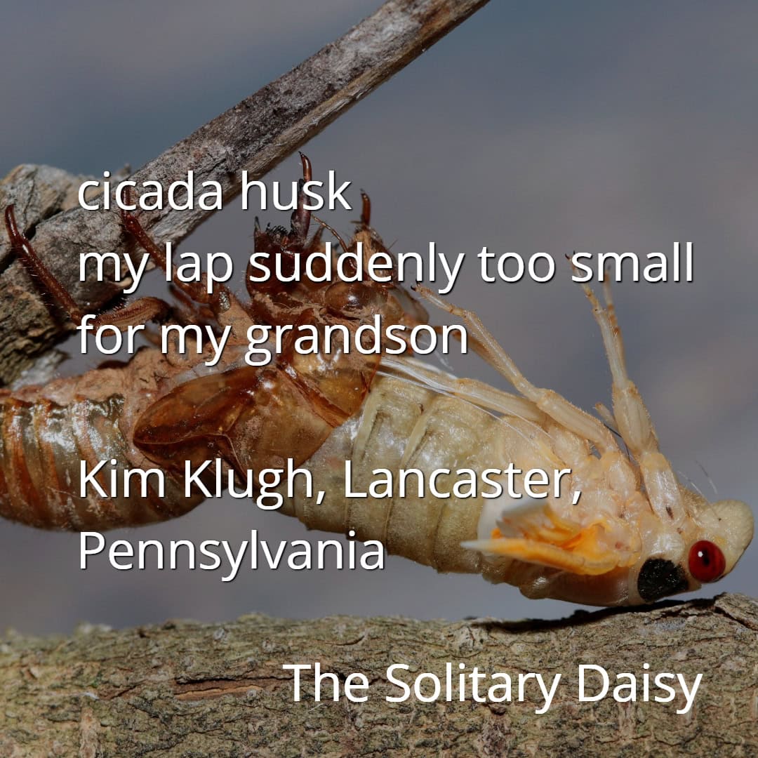 Close-up of a cicada husk on a branch with overlaid haiku-style poem text about a grandparent and grandchild, credited to Kim Klugh from Lancaster, Pennsylvania.
