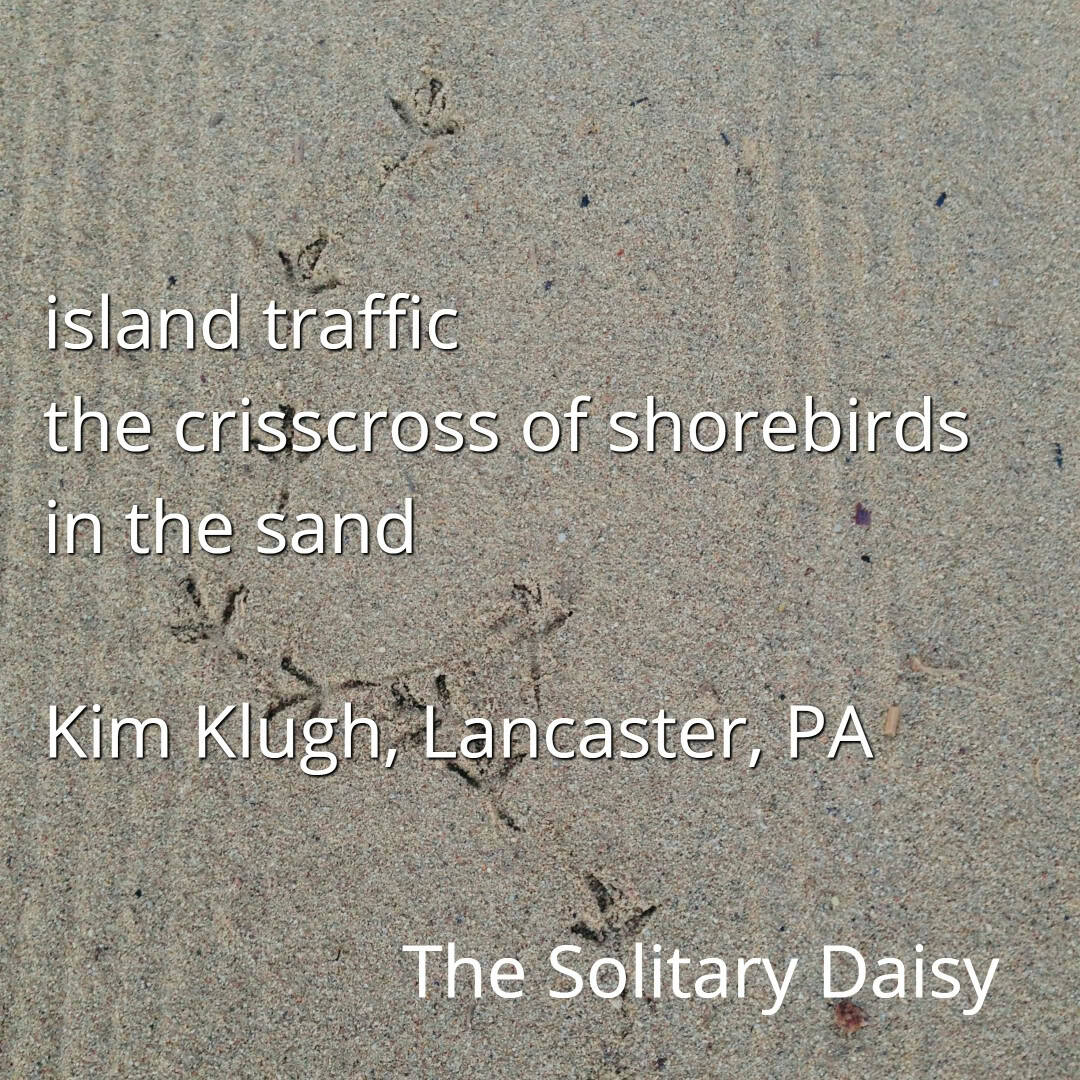 Bird tracks crisscross in sandy beach with a poem overlayed about shorebird traffic by Kim Klugh, titled "The Solitary Daisy.
