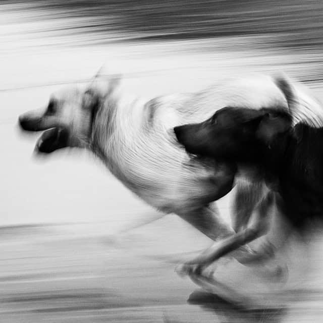 Two dogs running side by side, captured in motion blur, in a black and white photo.