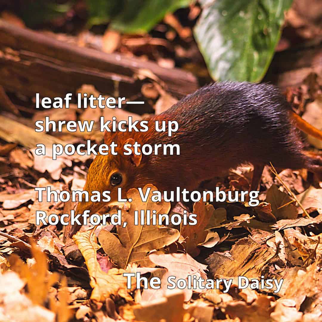 A small shrew scurries through brown leaf litter on a forest floor, with a nature-themed poem overlaid in white text.