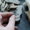 Magic Hands Ring - Seiðr