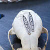 Loki Earrings in Elder Futhark Runes