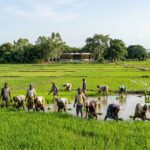 Champs de riziculture dans la plaine de Kovié dans la préfecture du Zio au Togo