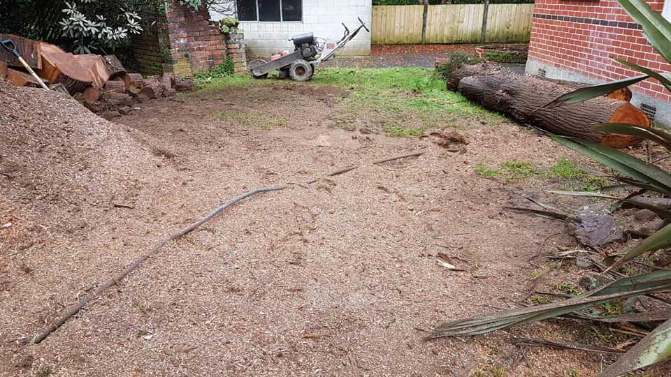 We can deal with big tree for you!