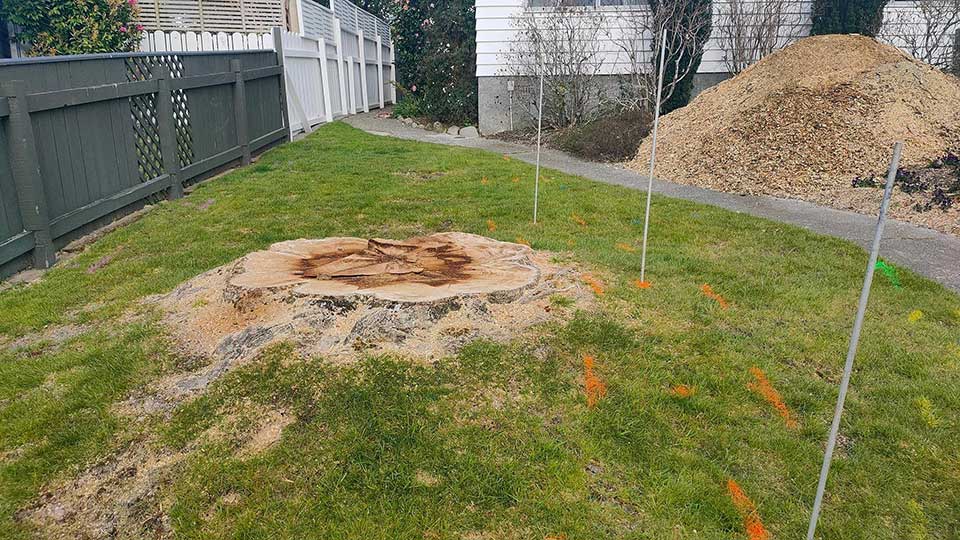 We can remove stumps near services such as gas, water and power safely