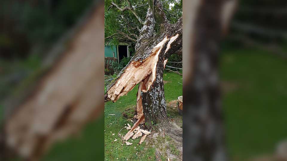 We can remove trees and stumps following storm damage