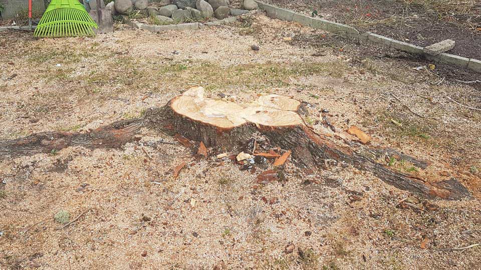 We can remove trees and stumps following storm damage