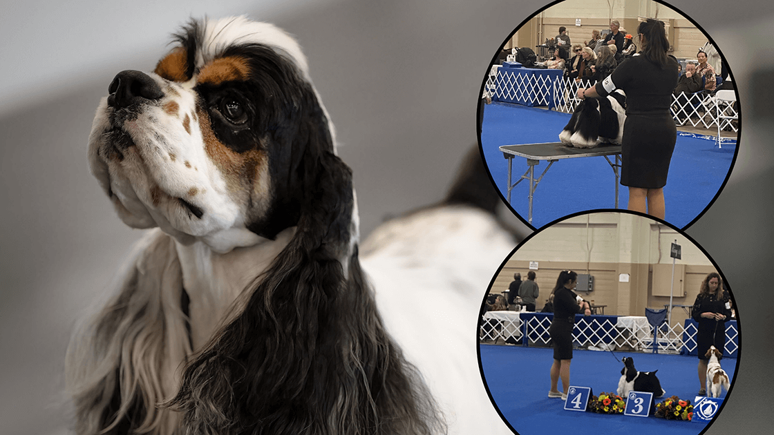 Lane showcasing professional dog handling at an AKC competition, exemplifying expert training and grooming.