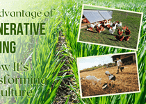 The Advantage of Regenerative Farming and How It’s Transforming Agriculture