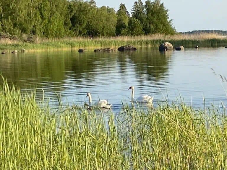 Juhannusta taloon vuonna 2025  – Rentoja tunnelmia, arkea ja naurua Vaasan saaristosta