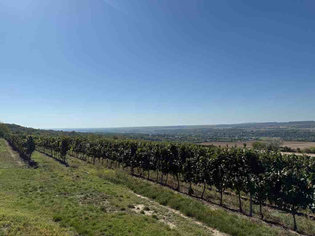 Reihen von Weinreben an einem sanften Hang in der Weinregion Etyek.