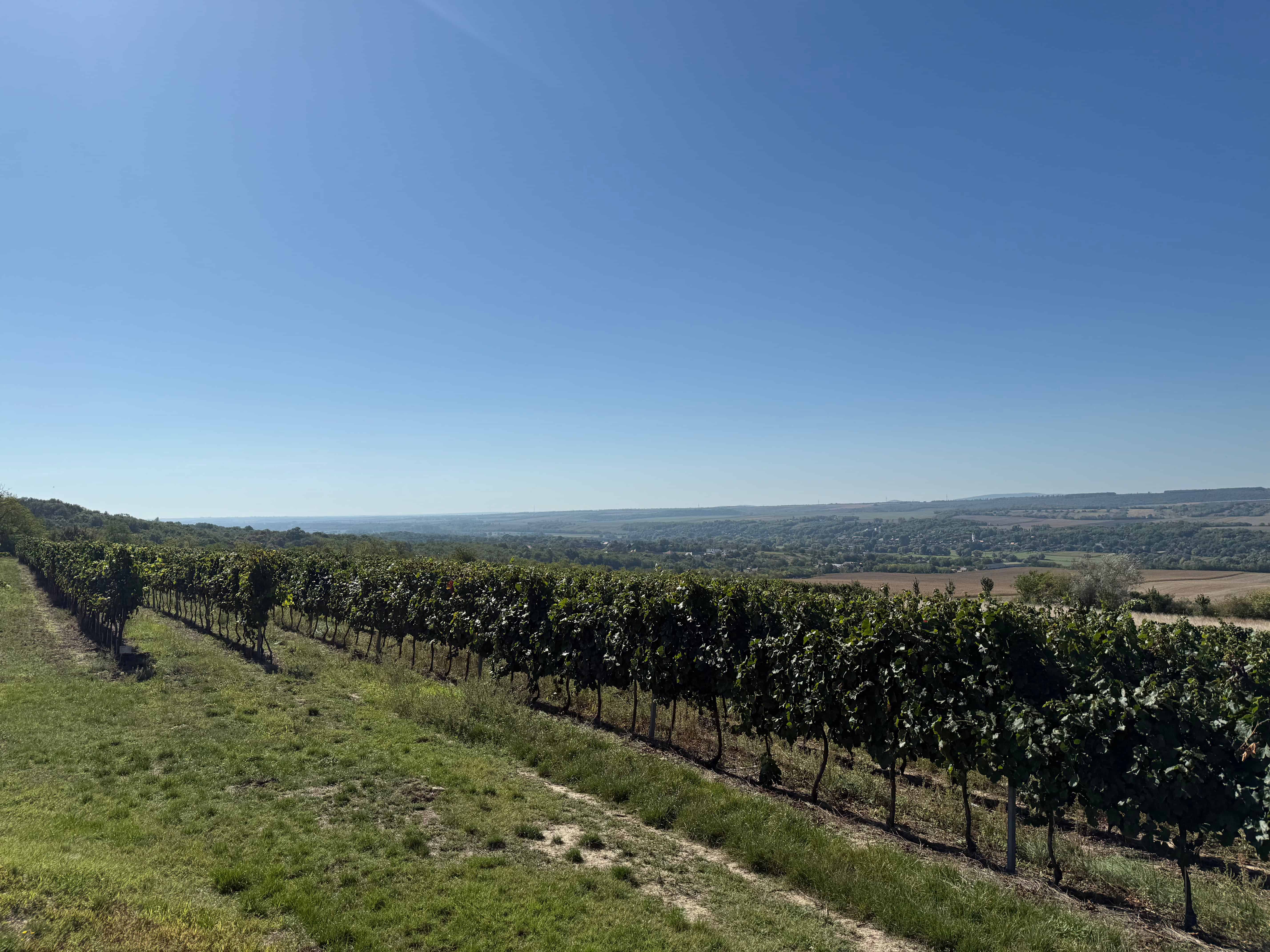 Etyek Vineyard Picnic