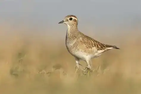 Birdwatching scene at Hortobágy wetlands with migration birds