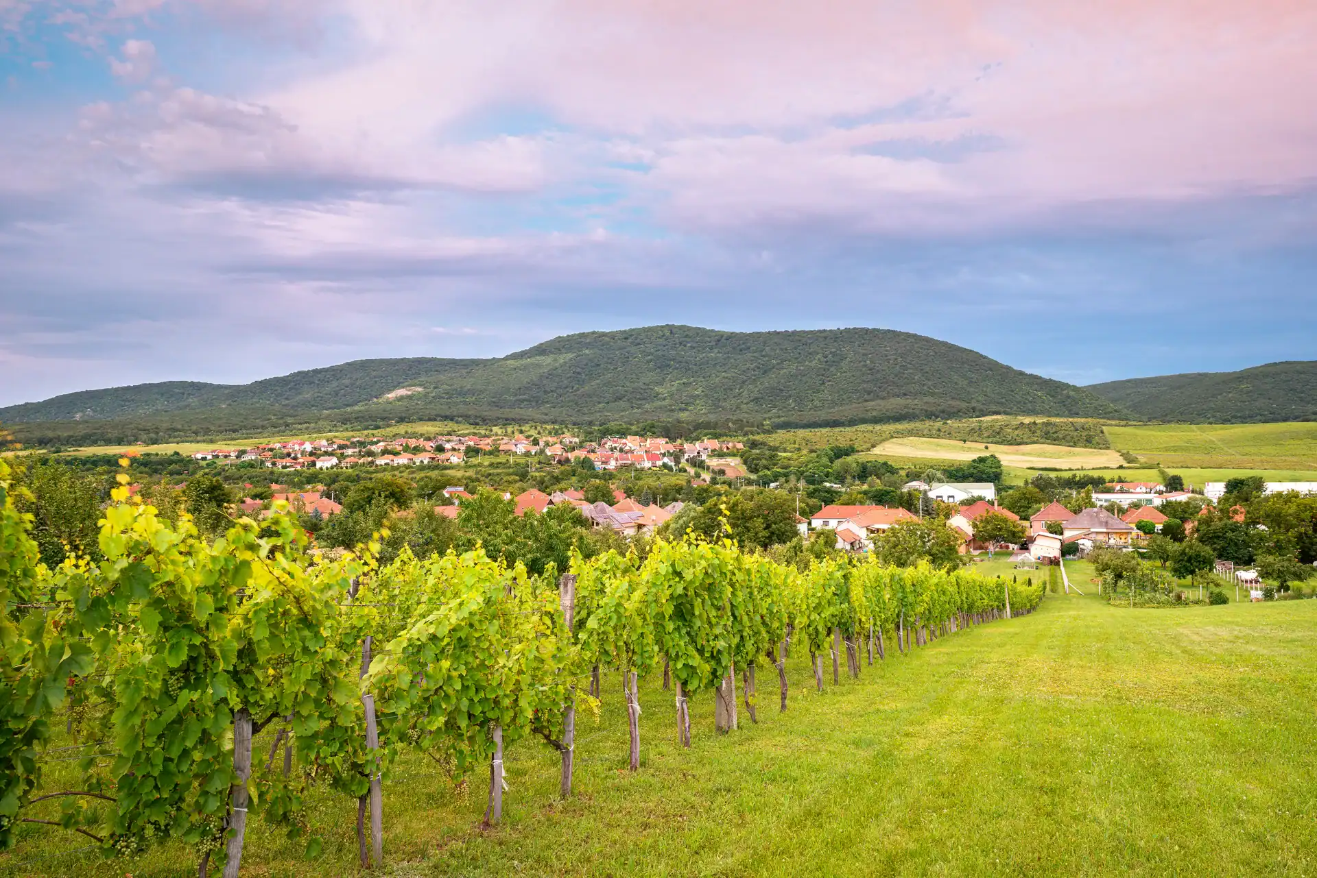 tokaj-vineyard-tour-luxury-van-private-transfer