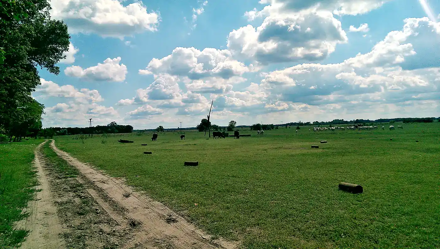 Open landscape of the Great Hungarian Plain under a wide summer sky