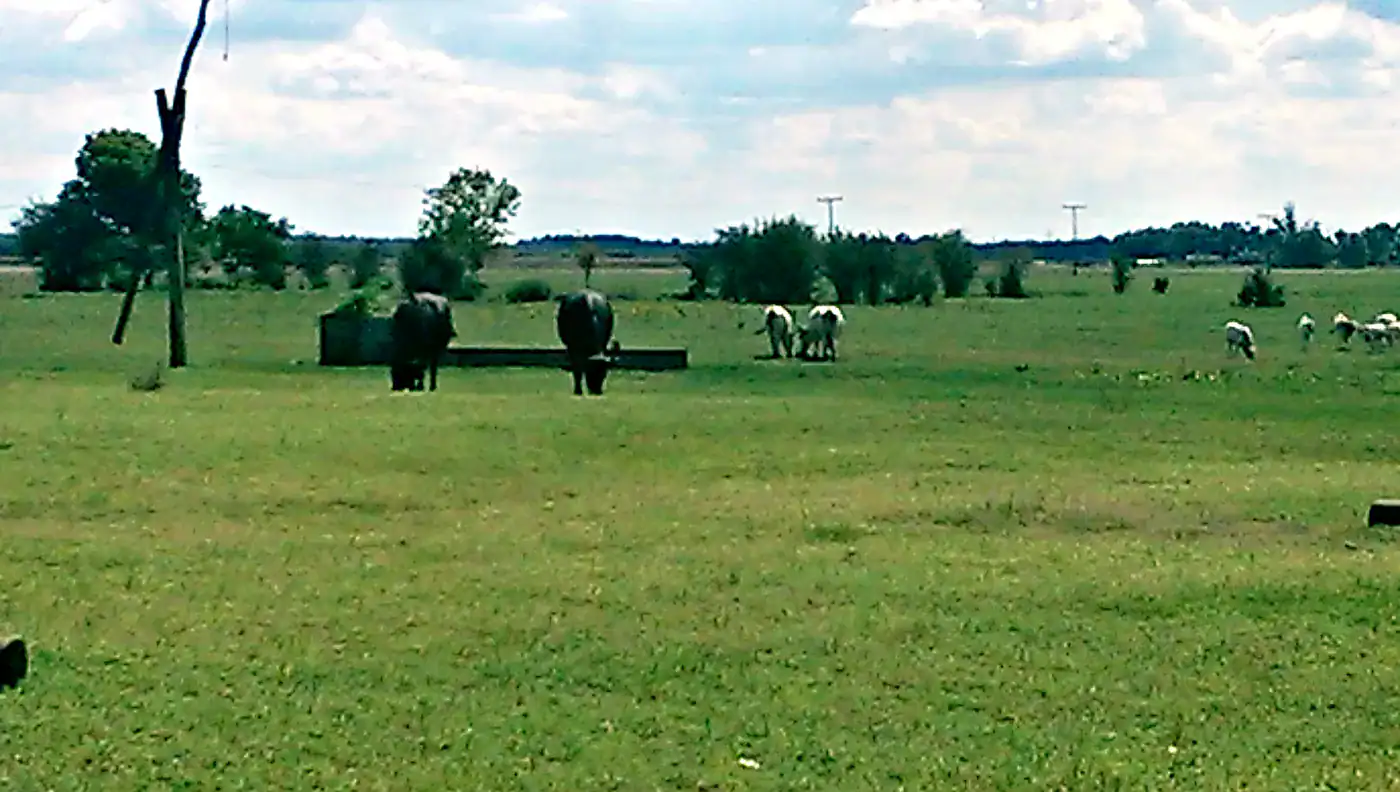 Hungarian Grey Cattle on the Great Hungarian Plain near the horizon