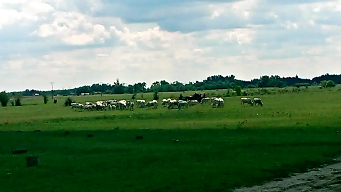 Herd of Hungarian Grey Cattle grazing on the open Puszta