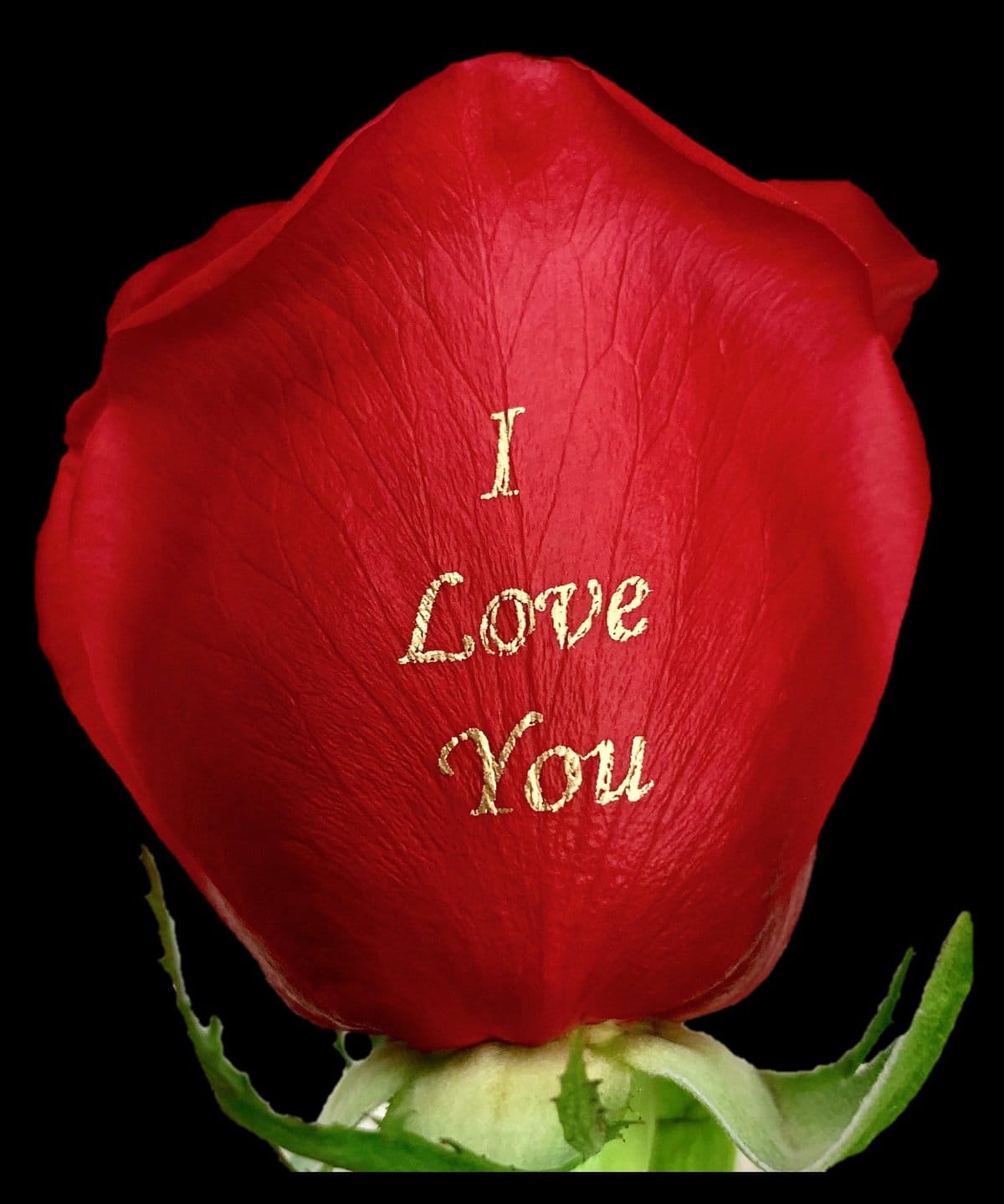 i love you speaking roses by vip floral in las vegas
