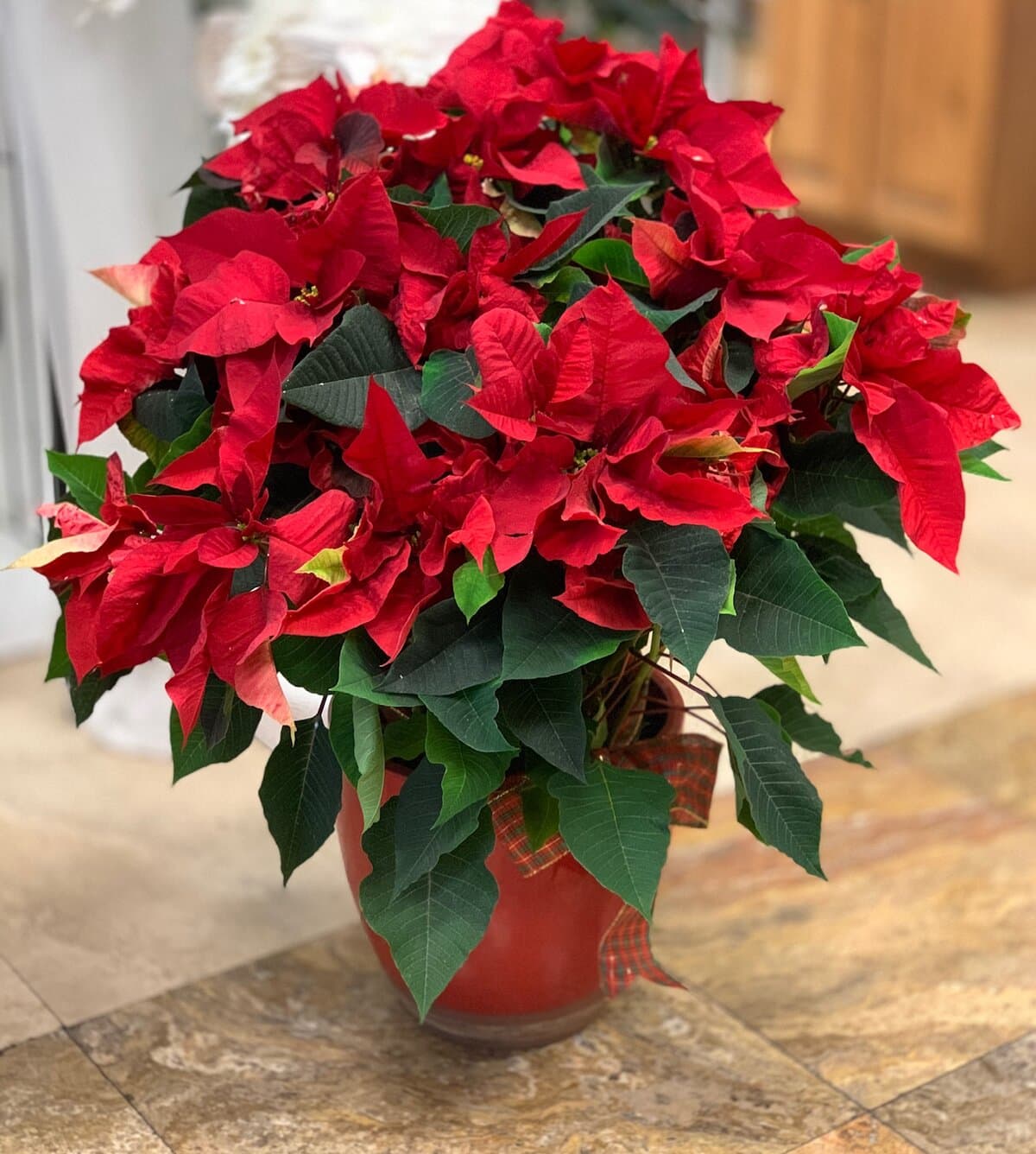 Red Poinsettia Large LAS VEGAS
