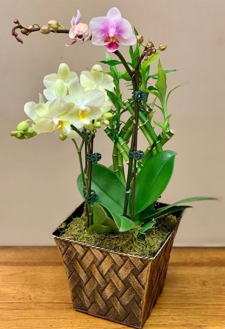 Orchids and Lucky Bamboo