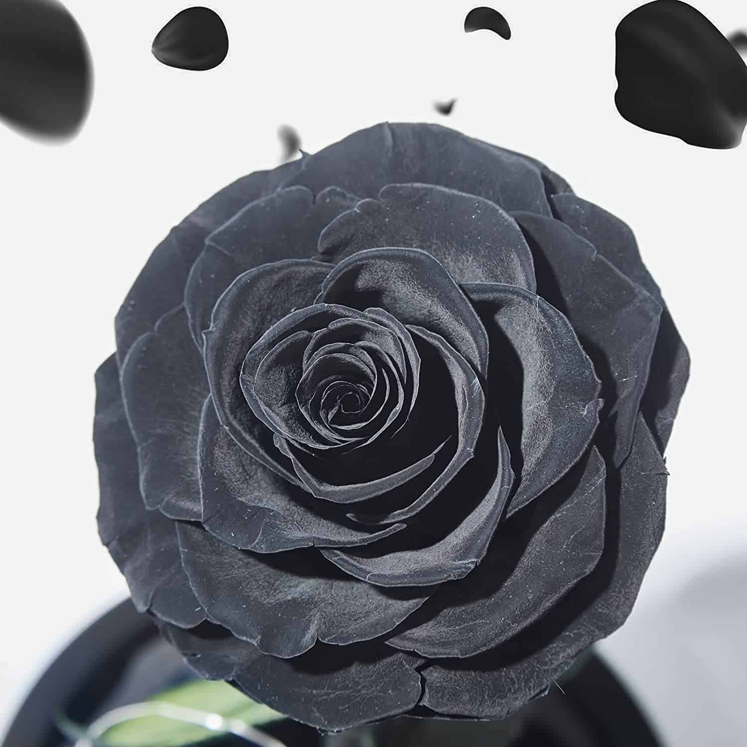 Preserved Black Rose In Glass Dome - Image 3