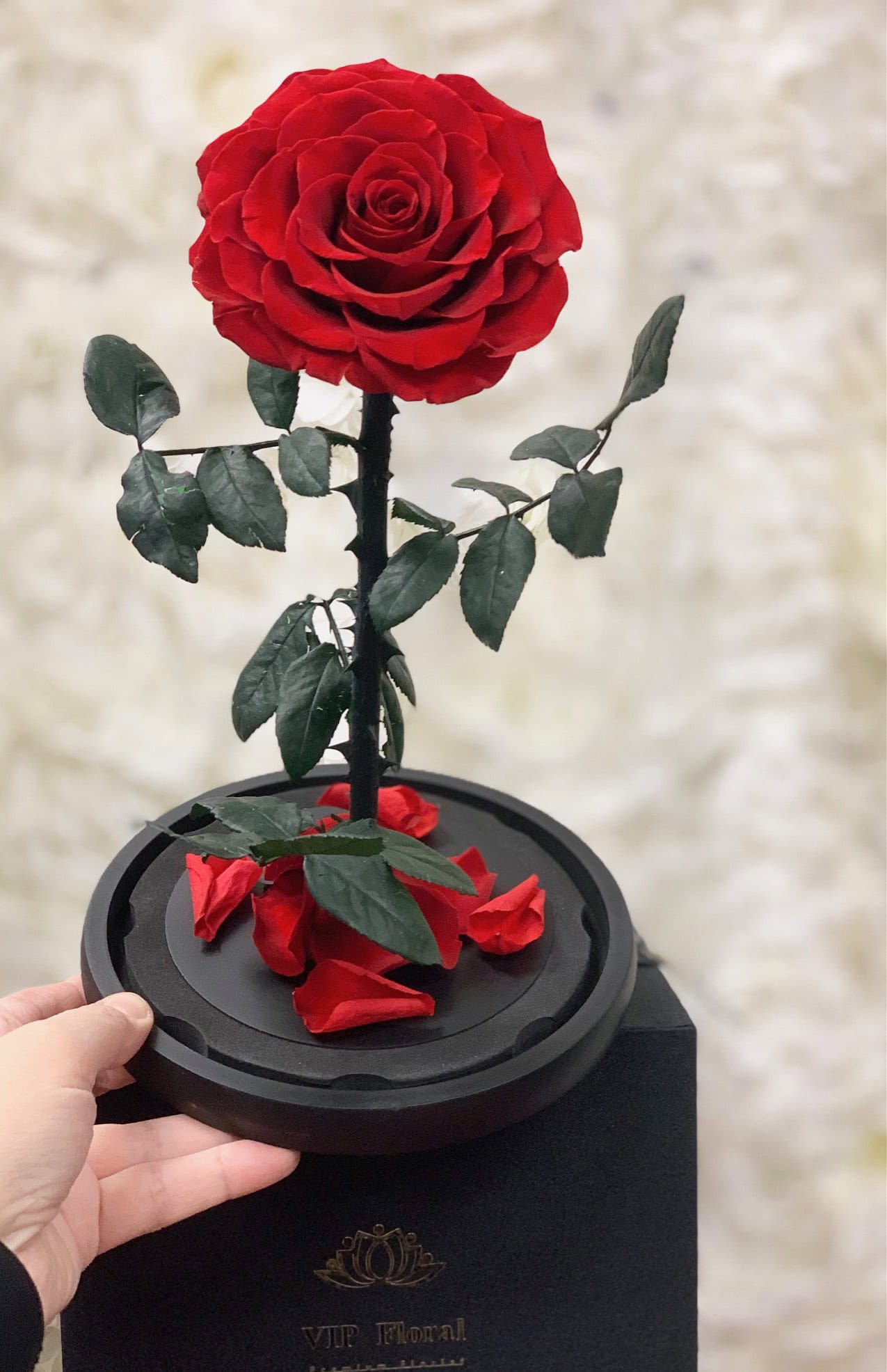12"H Preserved Blue Rose in Glass Dome - Image 6