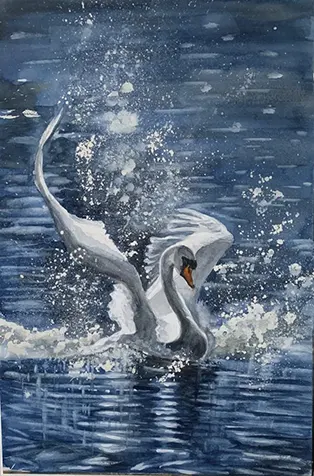 Graceful swan splashing in blue water.