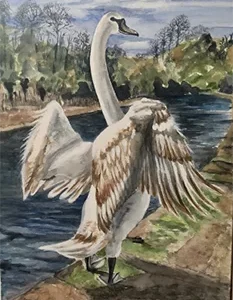 Swan spreading wings by a scenic river.