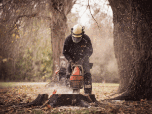 A tree surgeon grinding an old oak stump