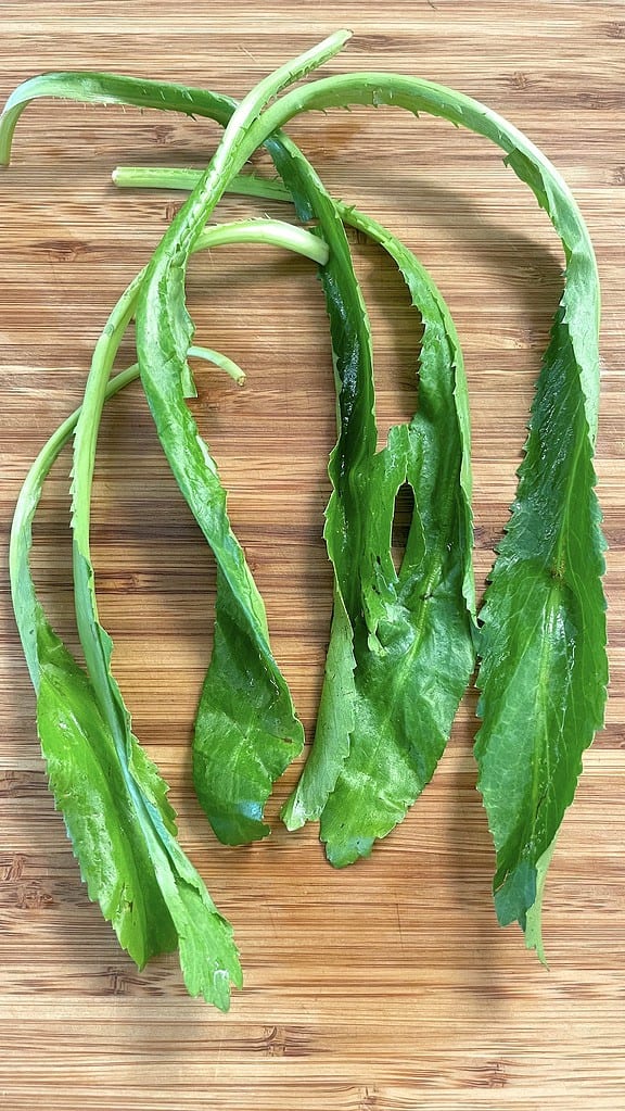 Culantro