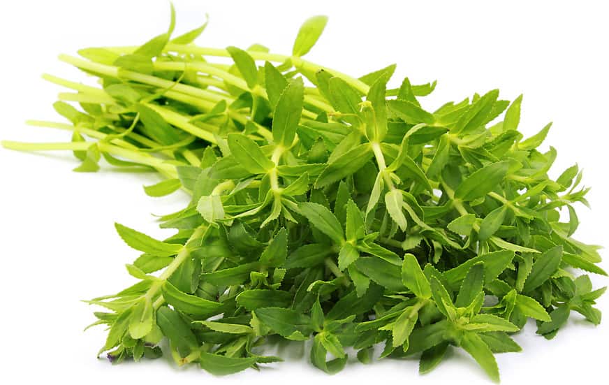 Rice Paddy Herbs