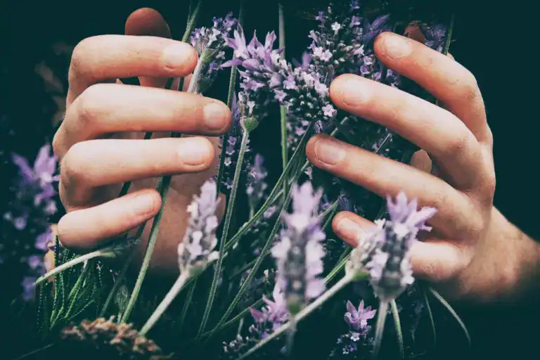 Two hands circling a plant with purple blossoms that looks like the Vitex plant