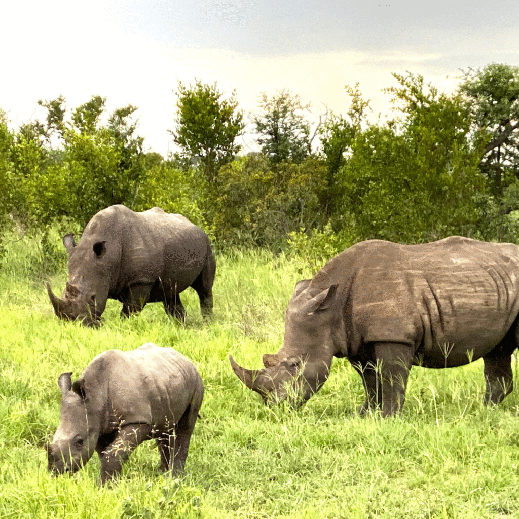 Black rhinos on safari in a private South Africa game reserve — a rare wildlife experience and luxury travel highlight with WorldLee Journeys.