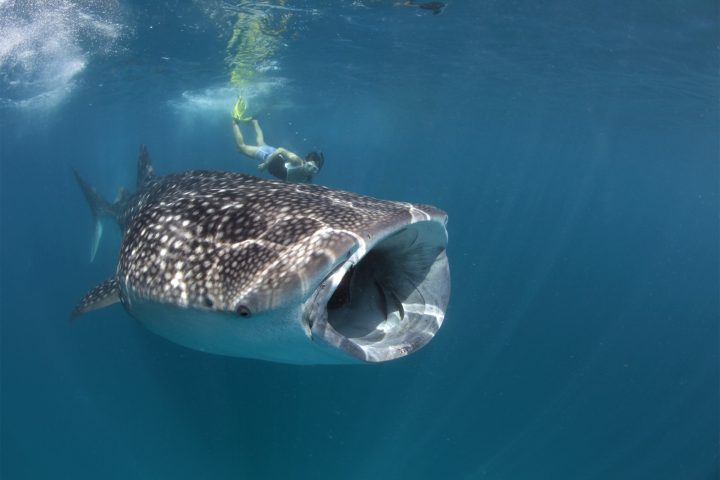 Swim With Gentle Giants