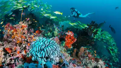 Diving Site