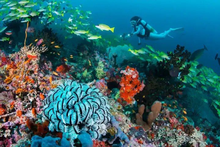 Diving Site