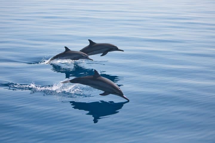 Wildlife