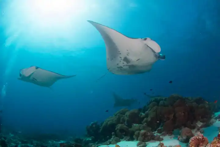 Life under water!