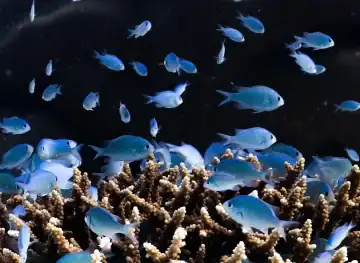 Dhawa Ihuru-Rannamaari Shipwreck