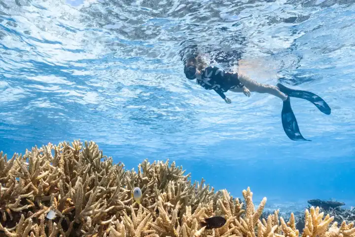 Guided Snorkelling