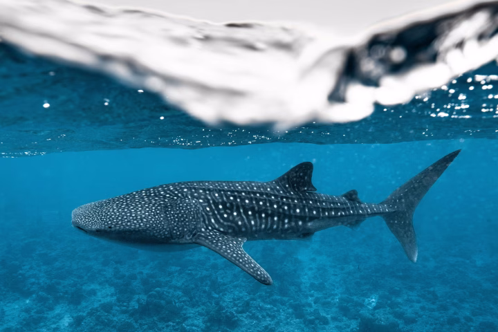 Whale shark trip