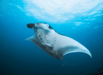 Diving