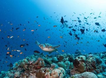 Diving Destination