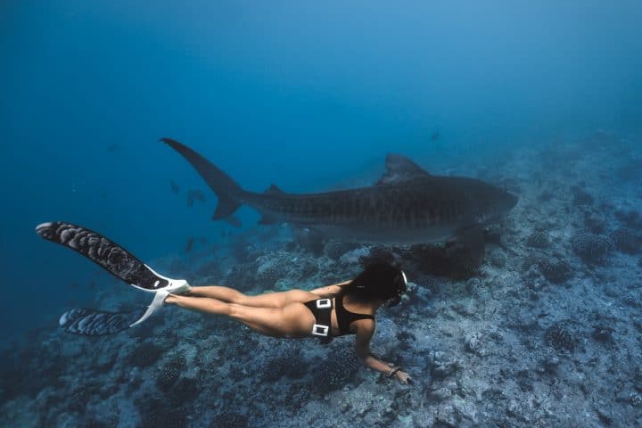 Tiger Shark Getaway