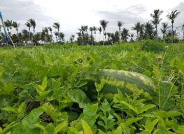 Watermelon Farm