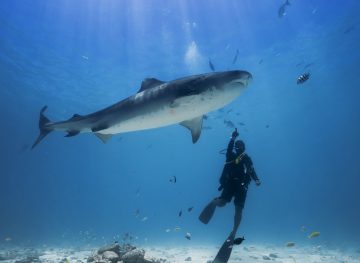 Scuba Diving